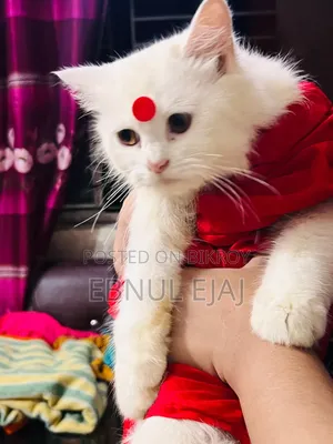 6-12 months Female Purebred Persian