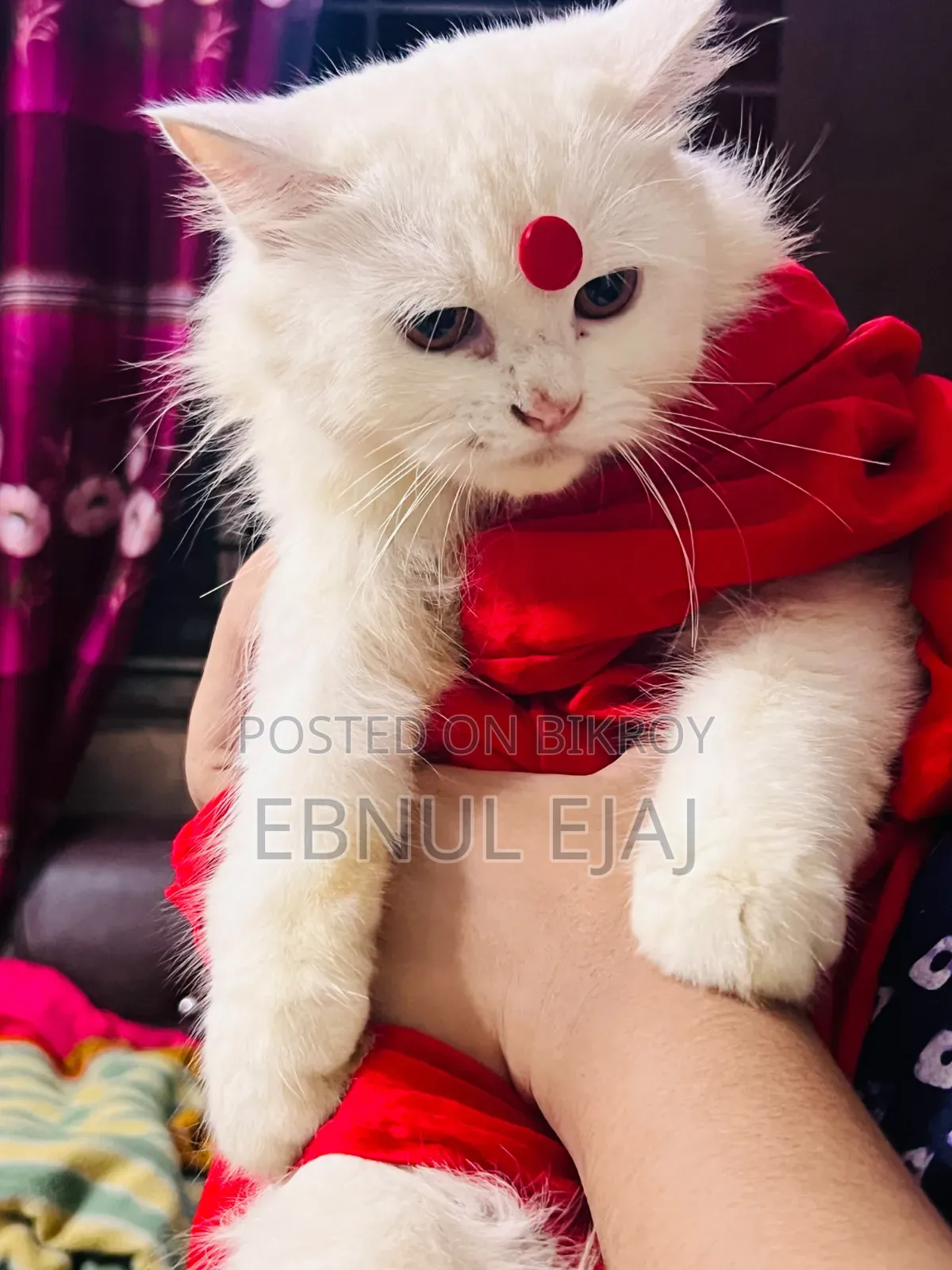 6-12 months Female Purebred Persian