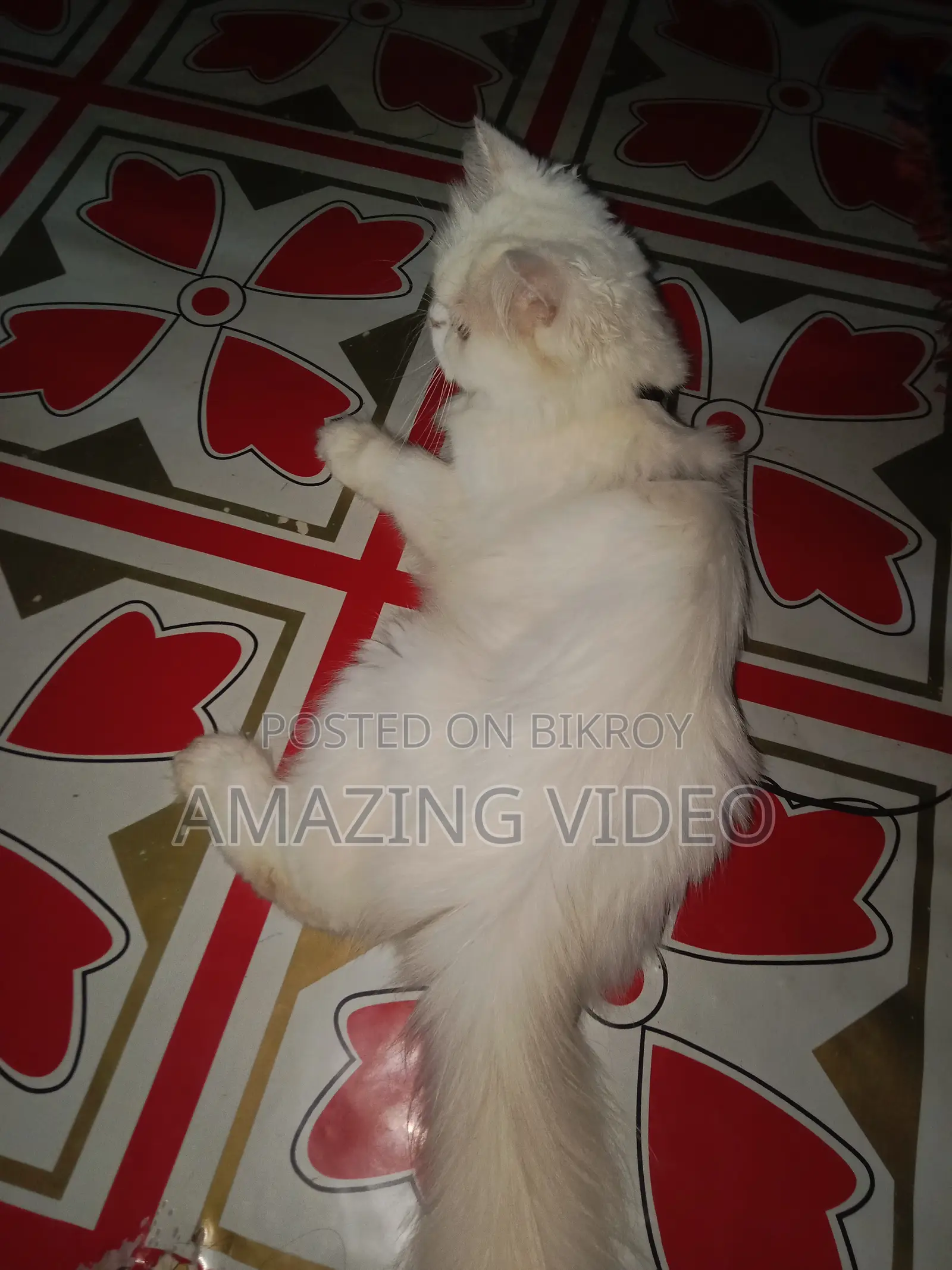 3-6 months Female Purebred Persian