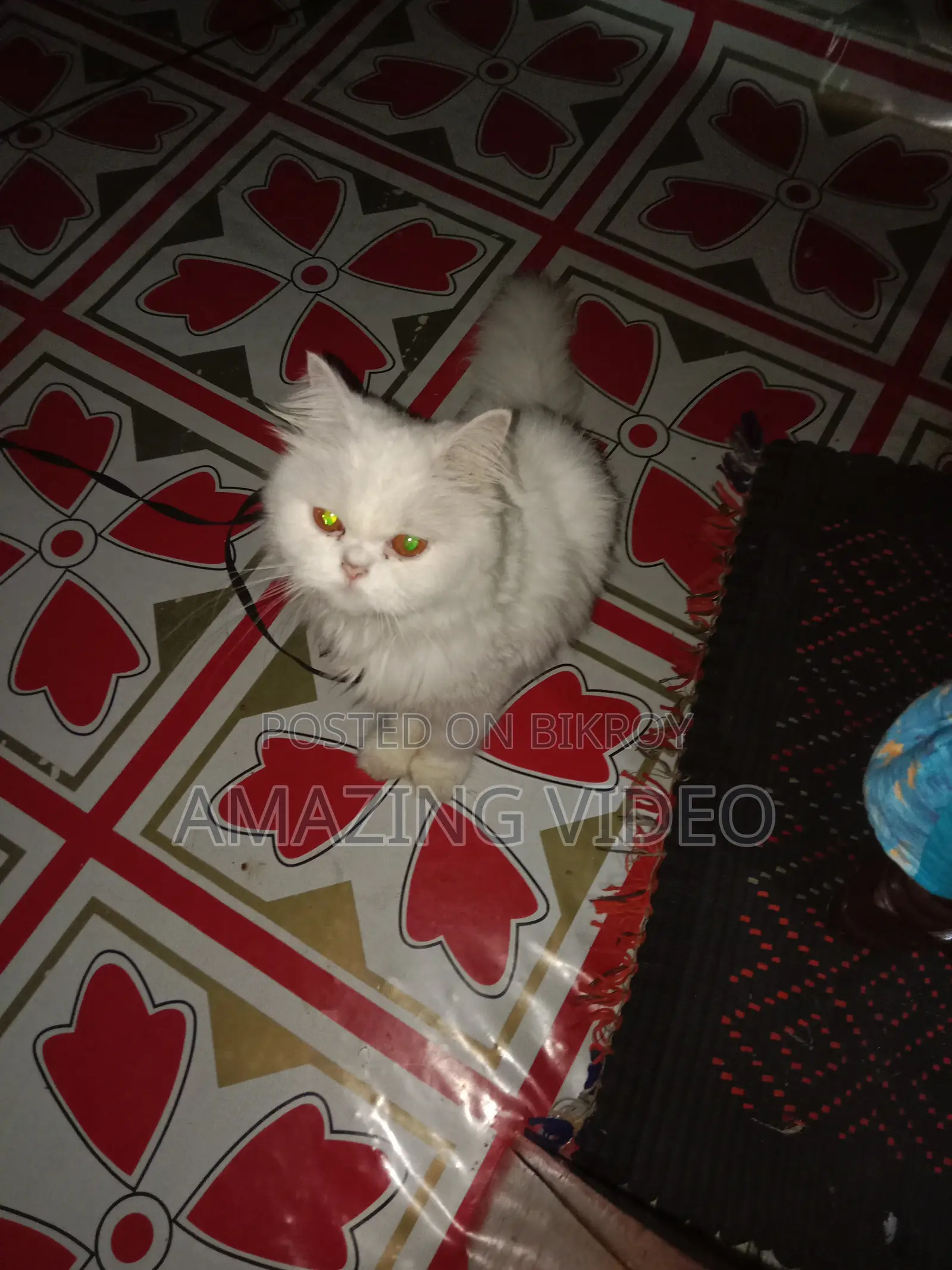 3-6 months Female Purebred Persian