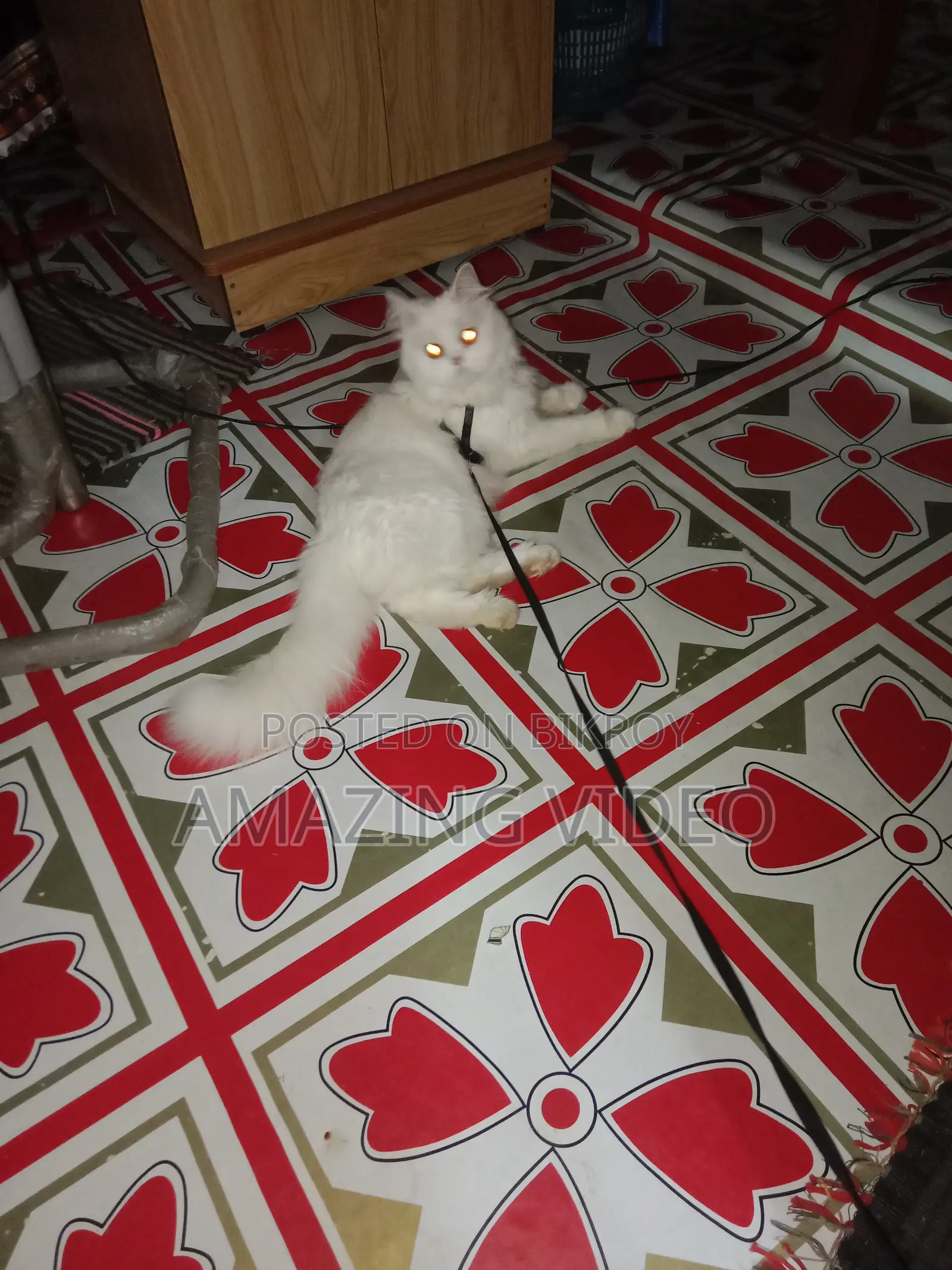 3-6 months Female Purebred Persian