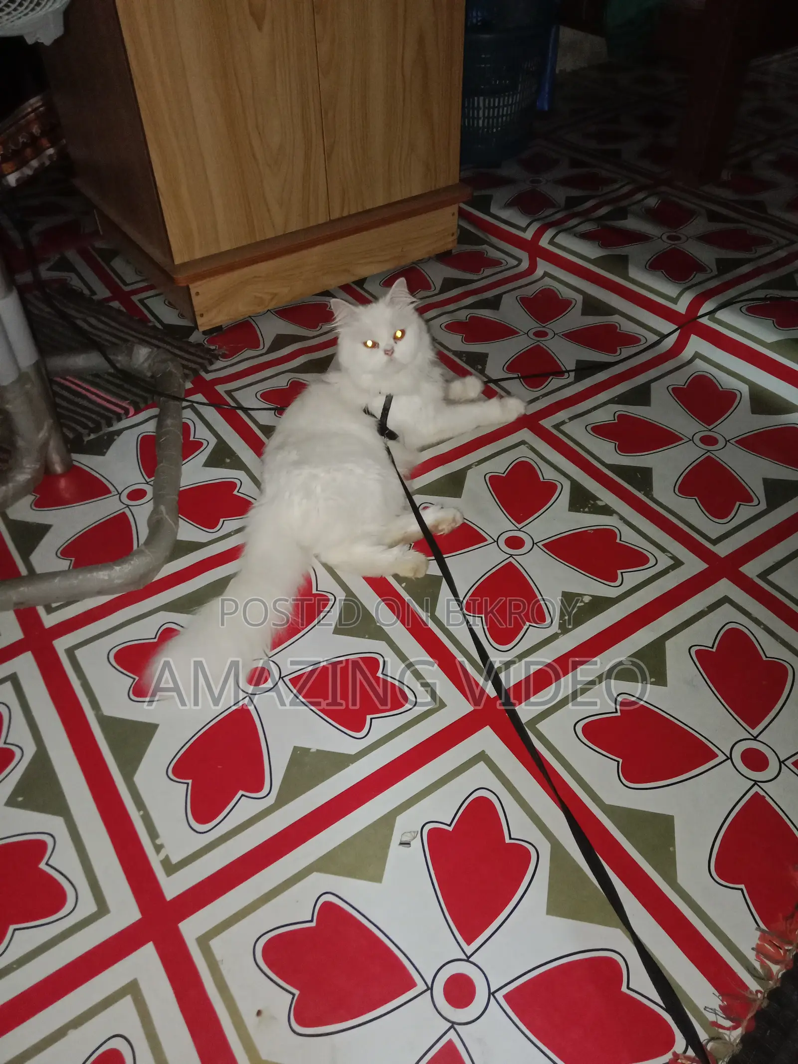3-6 months Female Purebred Persian