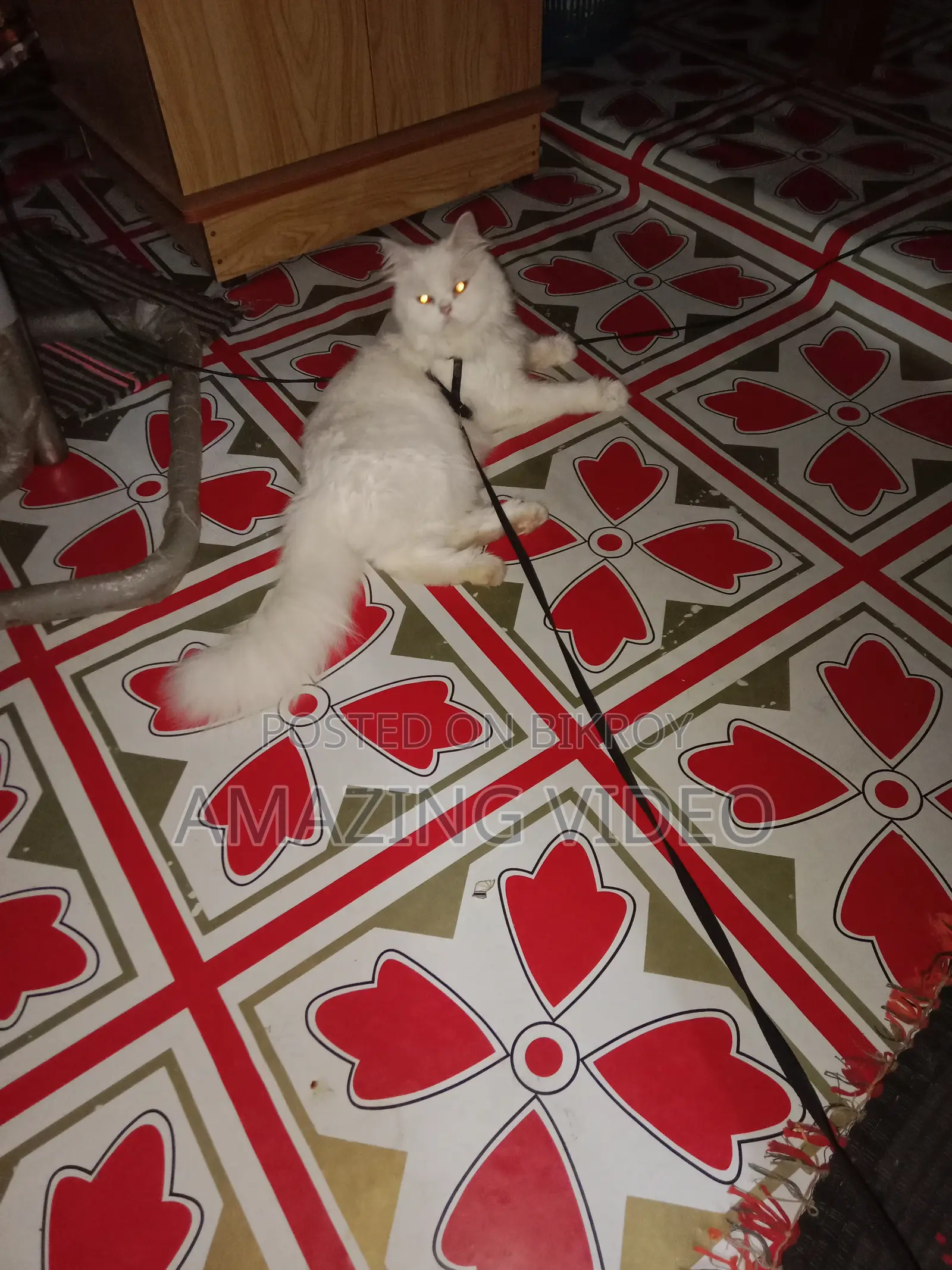3-6 months Female Purebred Persian