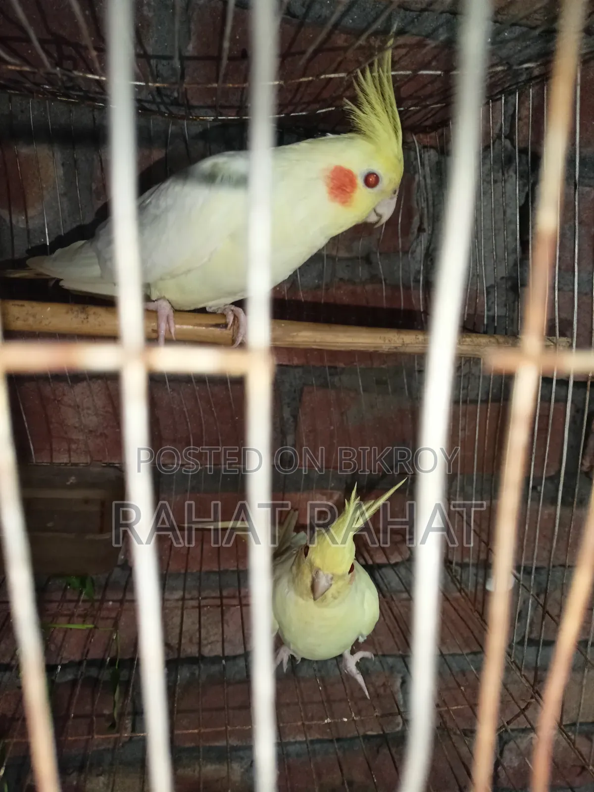 Kokatel for Sell