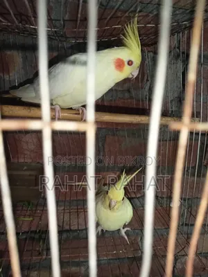 Kokatel for Sell