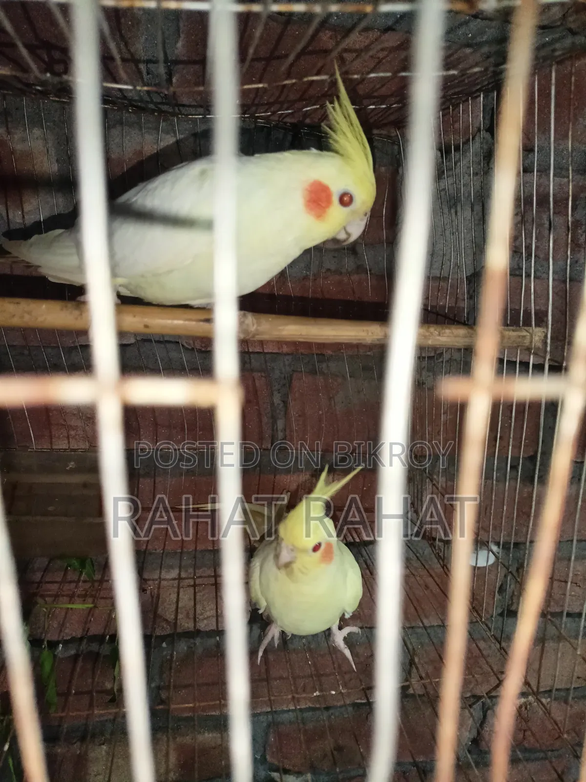 Kokatel for Sell