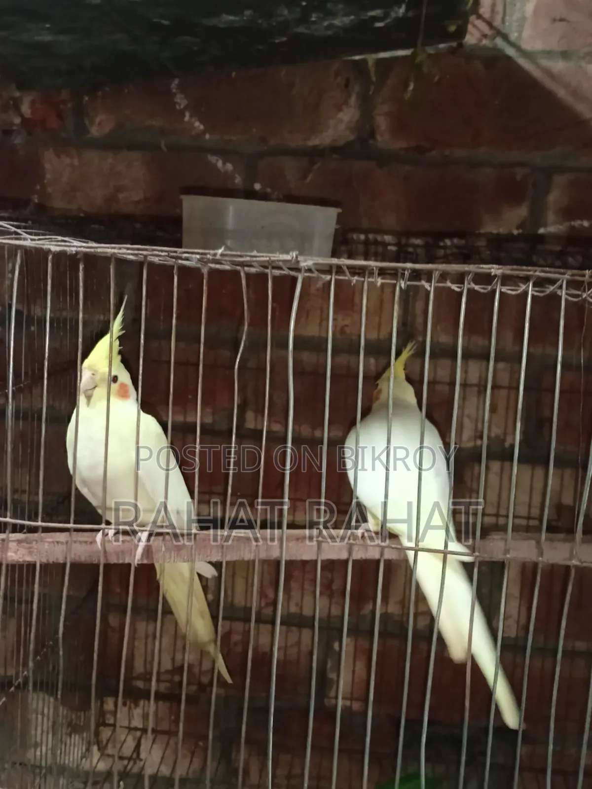 Kokatel for Sell