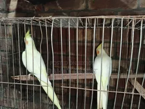 Kokatel for Sell