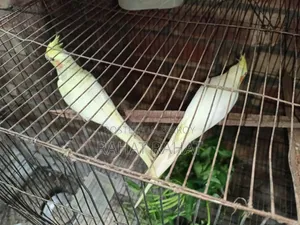 Kokatel for Sell