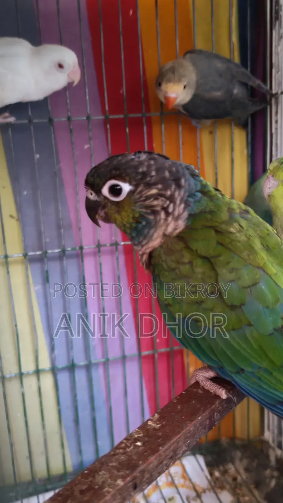 Bird for Sell
