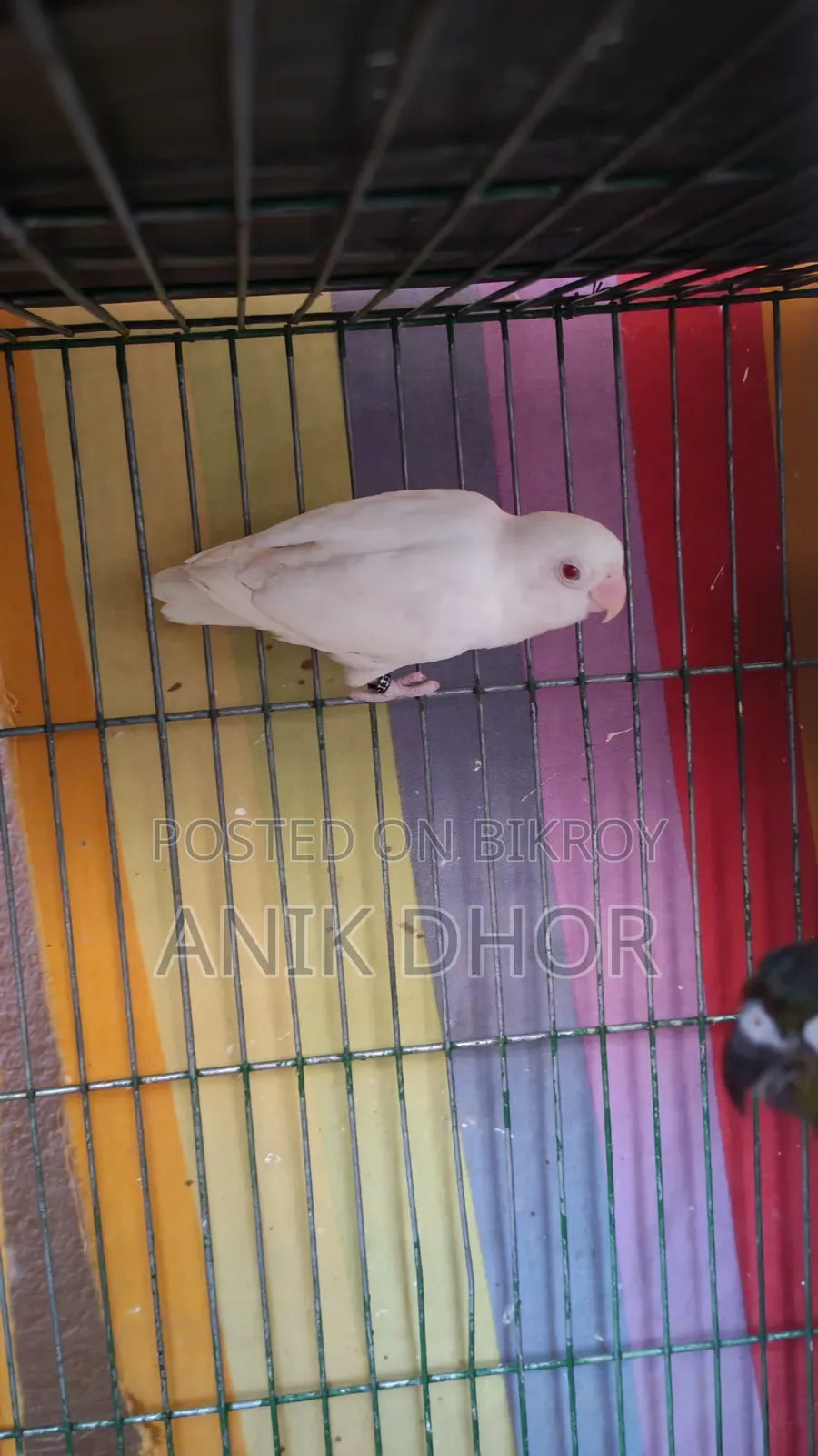 Bird for Sell