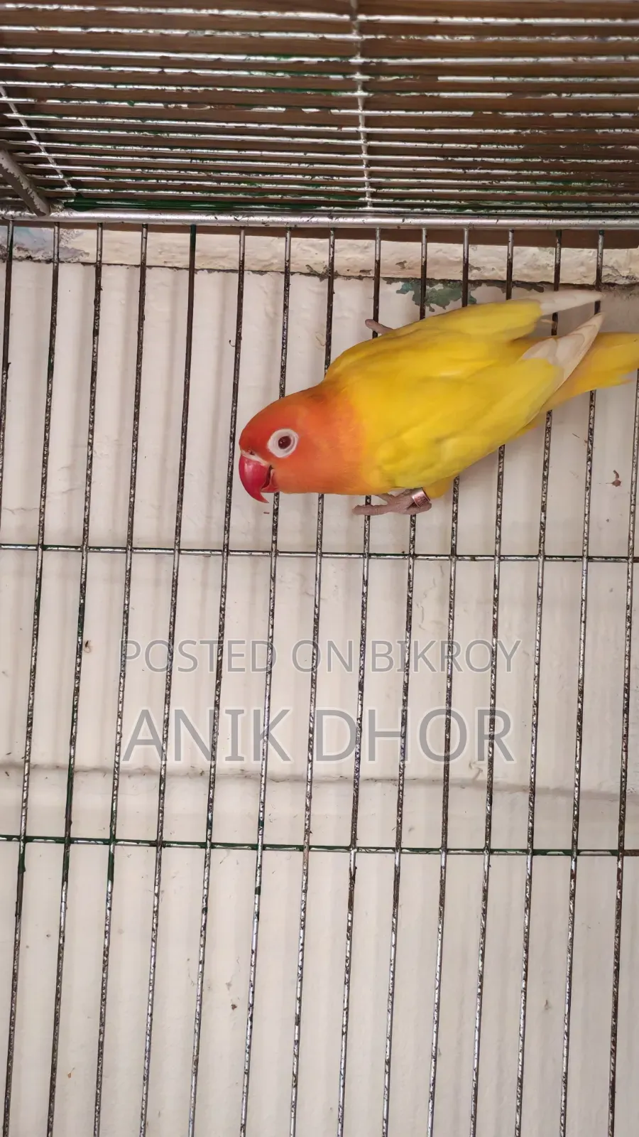 Bird for Sell
