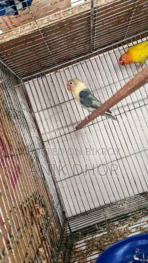 Bird for Sell