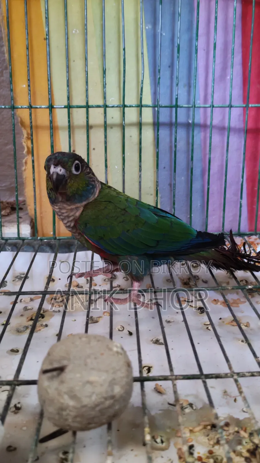 Bird for Sell