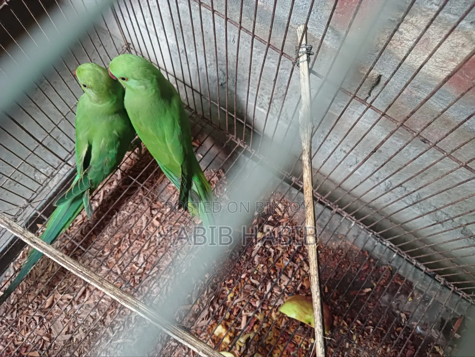 ২টি টিয়া বিক্রি করা হবে
