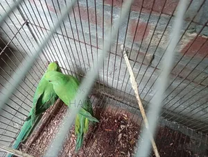 ২টি টিয়া বিক্রি করা হবে