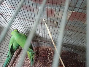 ২টি টিয়া বিক্রি করা হবে