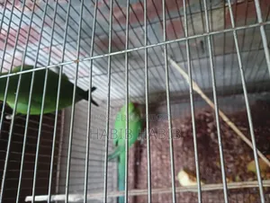 ২টি টিয়া বিক্রি করা হবে