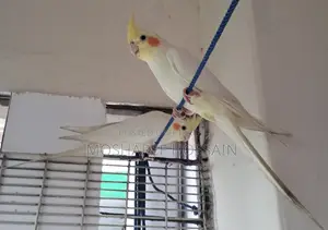 Full টেম কোকাটেল পাখি বিক্রয়।