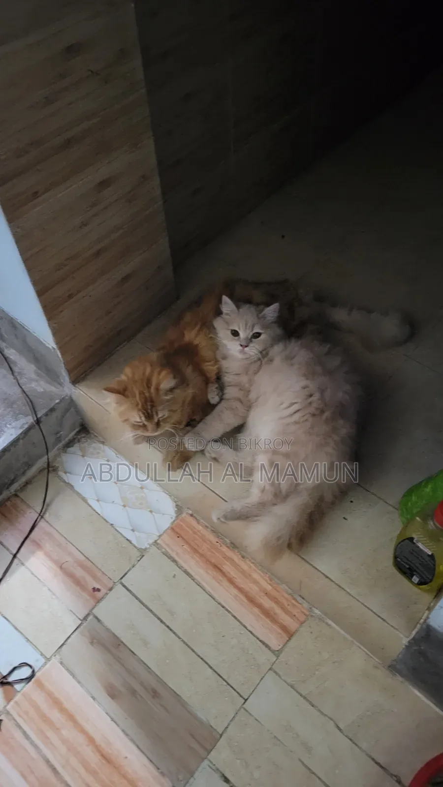 6-12 months Female Purebred Persian