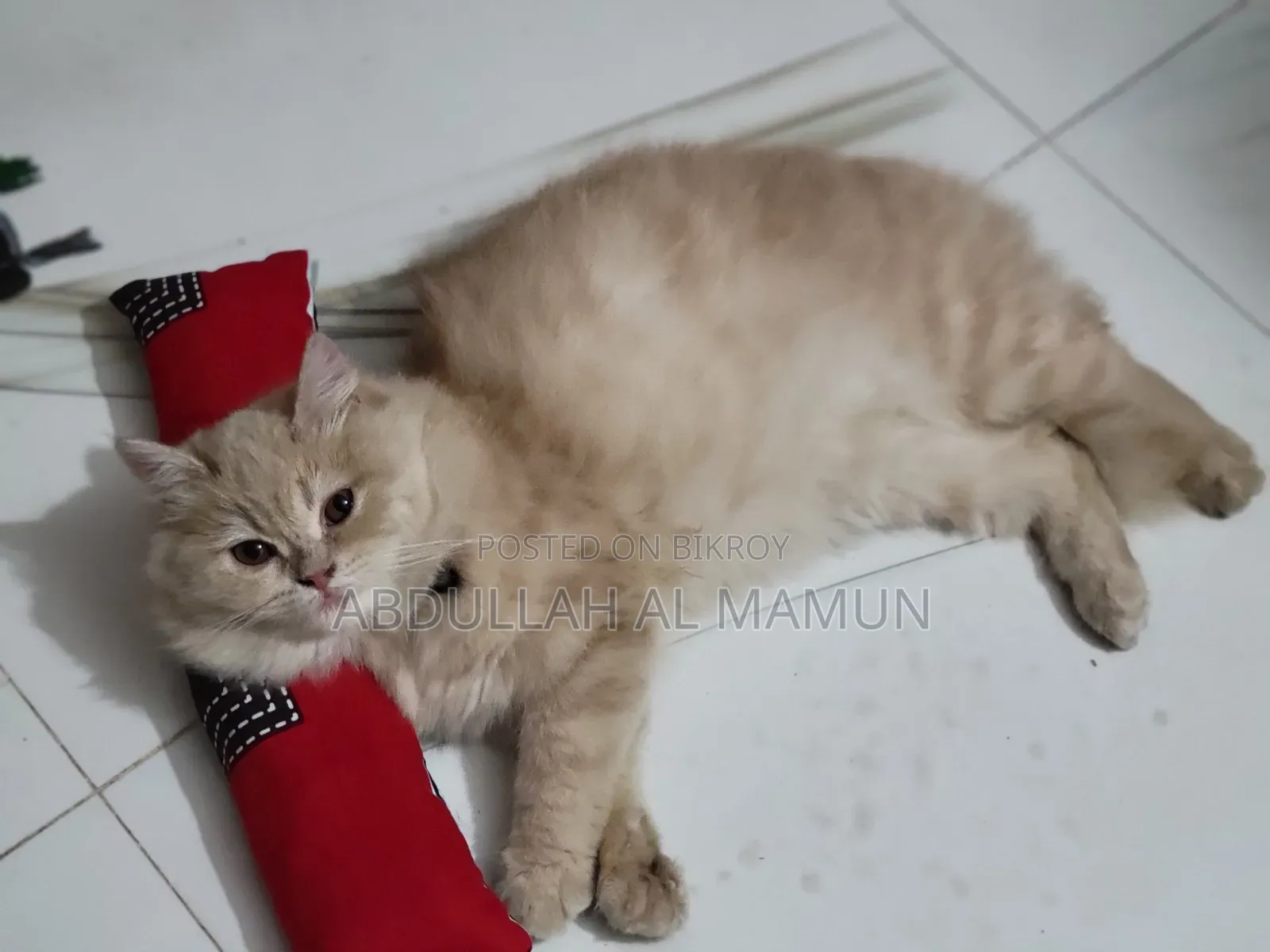 6-12 months Female Purebred Persian