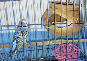 1 Pair Running Bujrigar for Sell