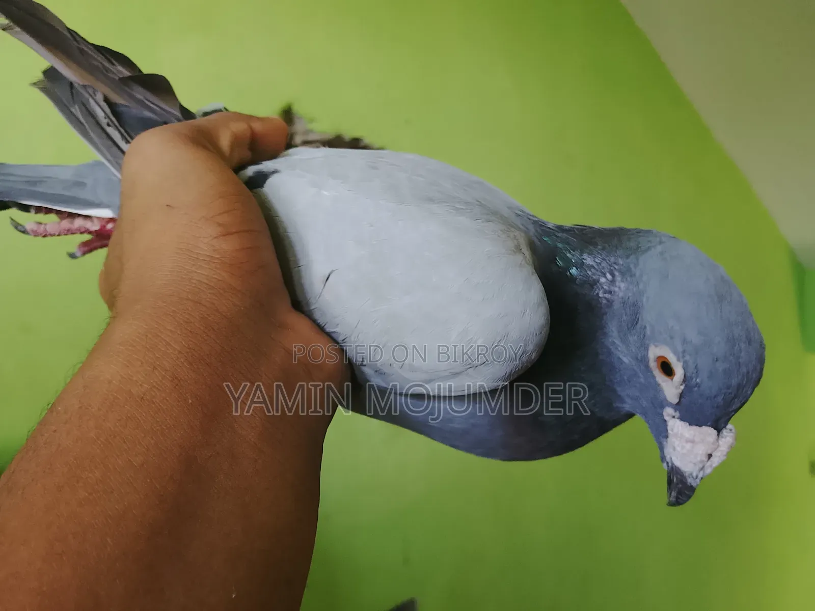 এই কবুতর দুটি বিক্রি করা হবে