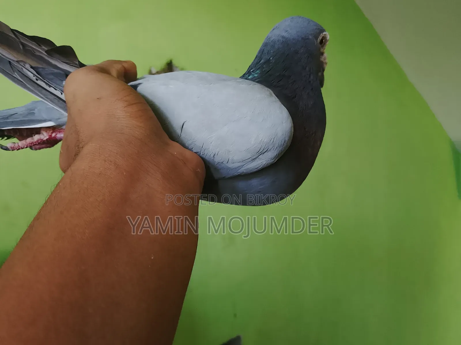 এই কবুতর দুটি বিক্রি করা হবে