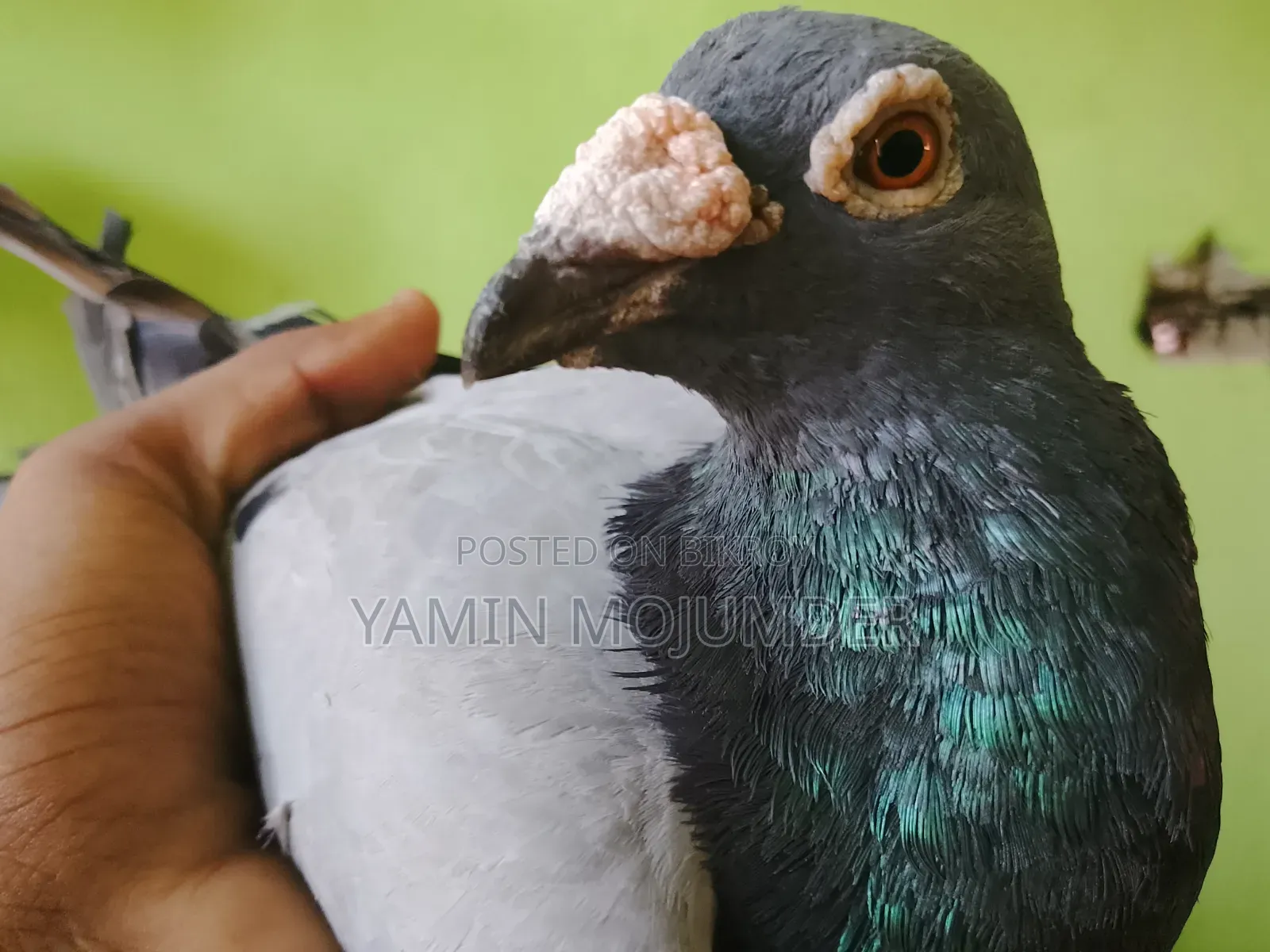 এই কবুতর দুটি বিক্রি করা হবে
