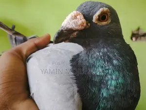 এই কবুতর দুটি বিক্রি করা হবে