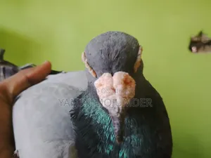 এই কবুতর দুটি বিক্রি করা হবে