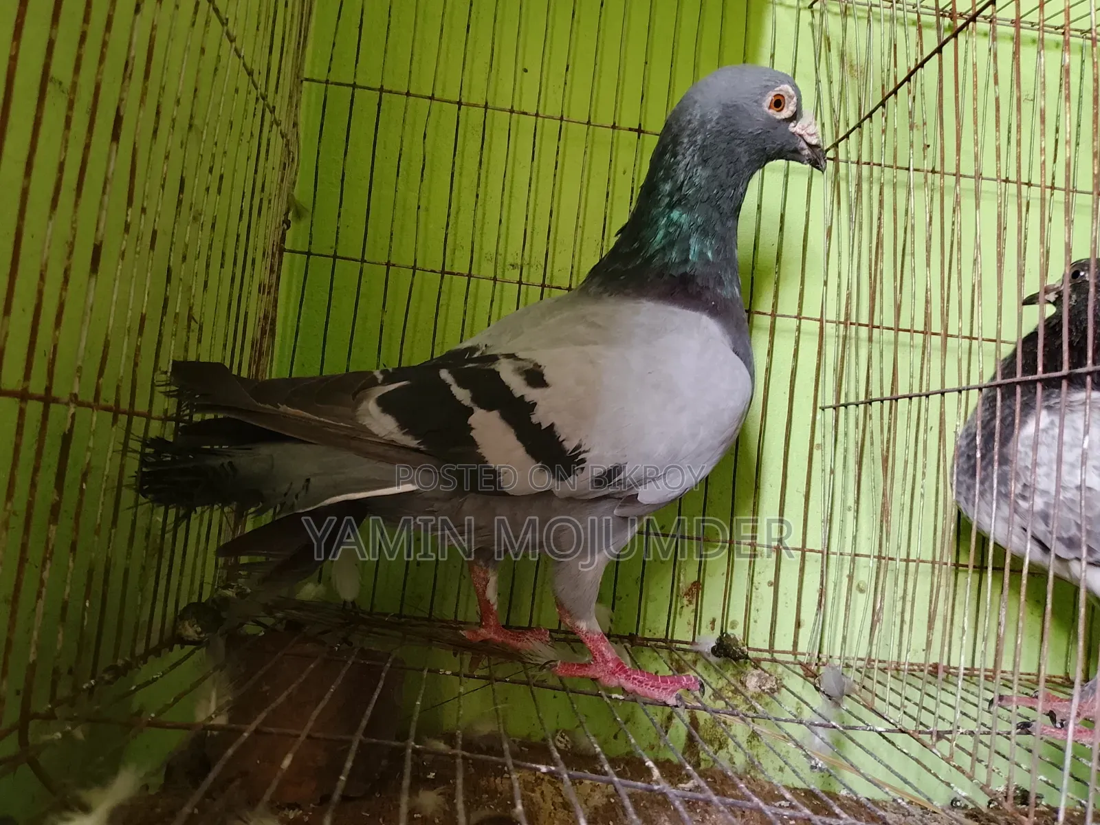 এই কবুতর দুটি বিক্রি করা হবে