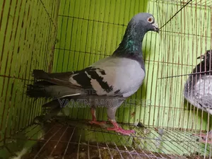 এই কবুতর দুটি বিক্রি করা হবে
