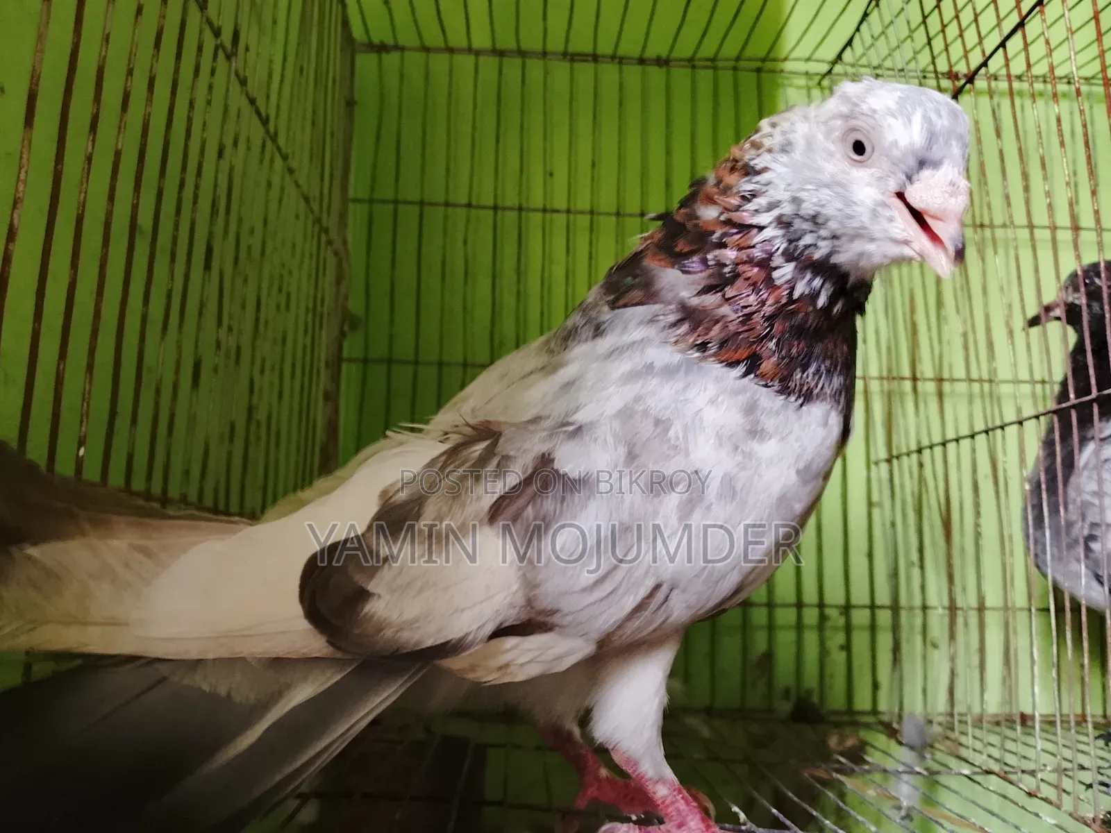 এই কবুতর দুটি বিক্রি করা হবে