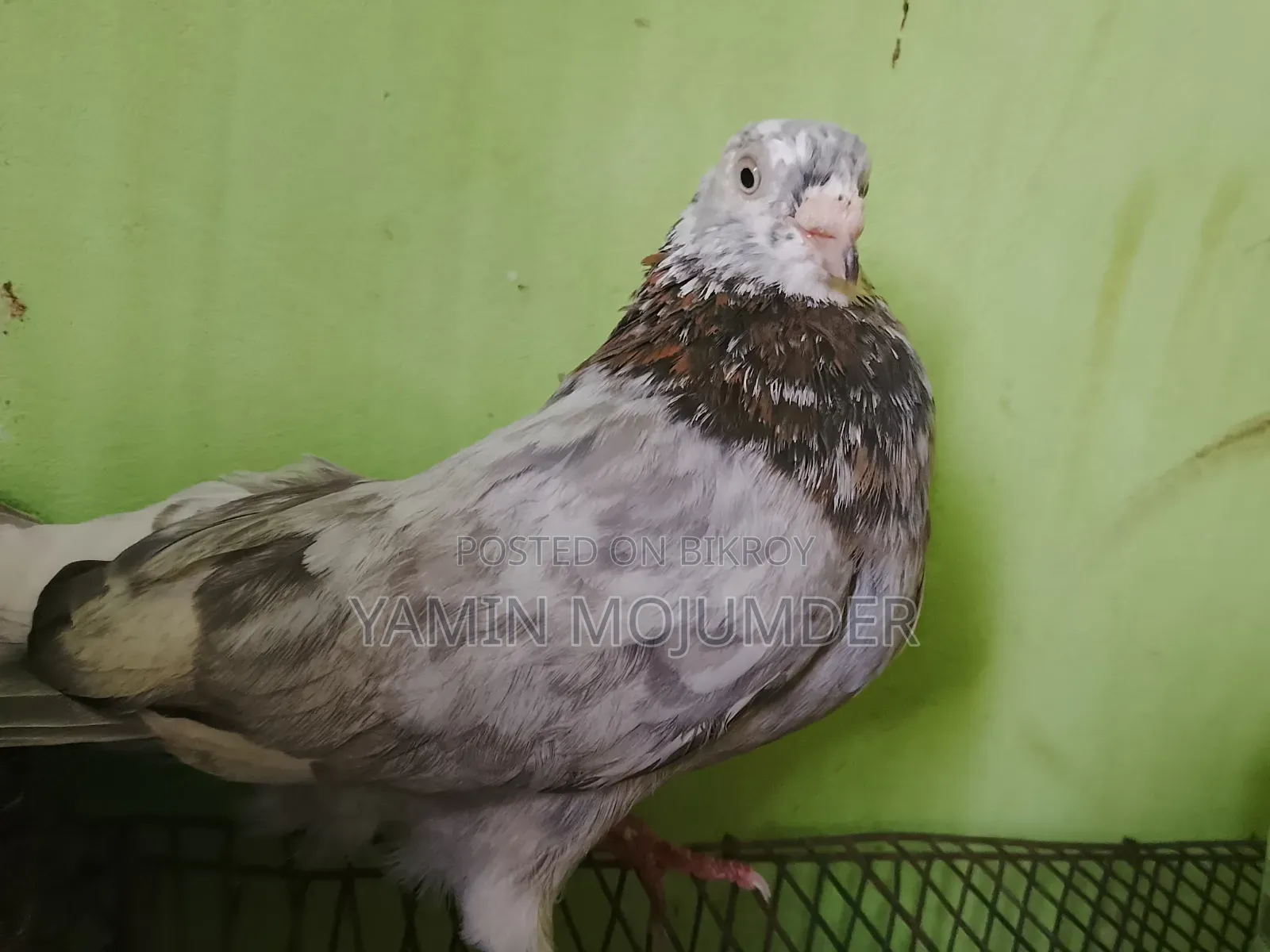 এই কবুতর দুটি বিক্রি করা হবে