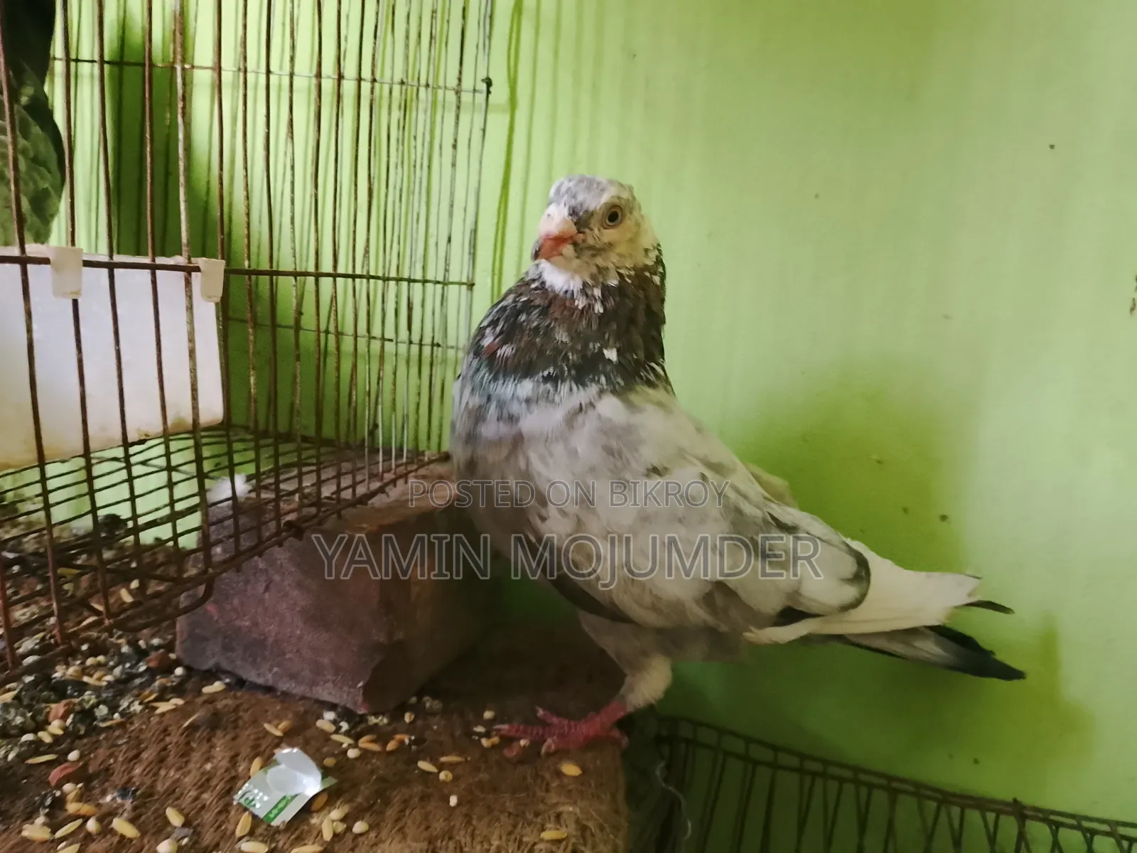 এই কবুতর দুটি বিক্রি করা হবে