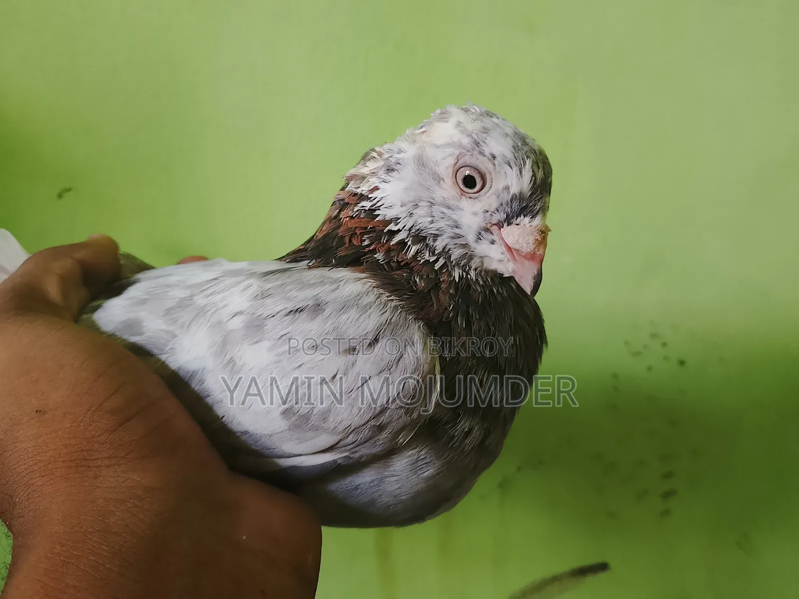 এই কবুতর দুটি বিক্রি করা হবে