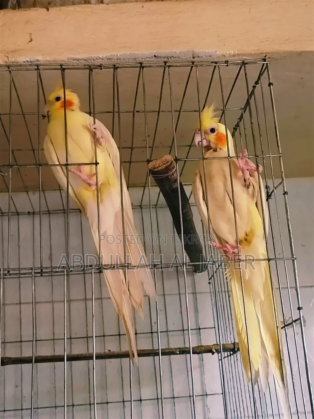 রানিং লুটিনো কোকাটেল