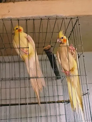 রানিং লুটিনো কোকাটেল