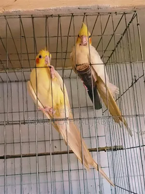 রানিং লুটিনো কোকাটেল