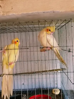 রানিং লুটিনো কোকাটেল