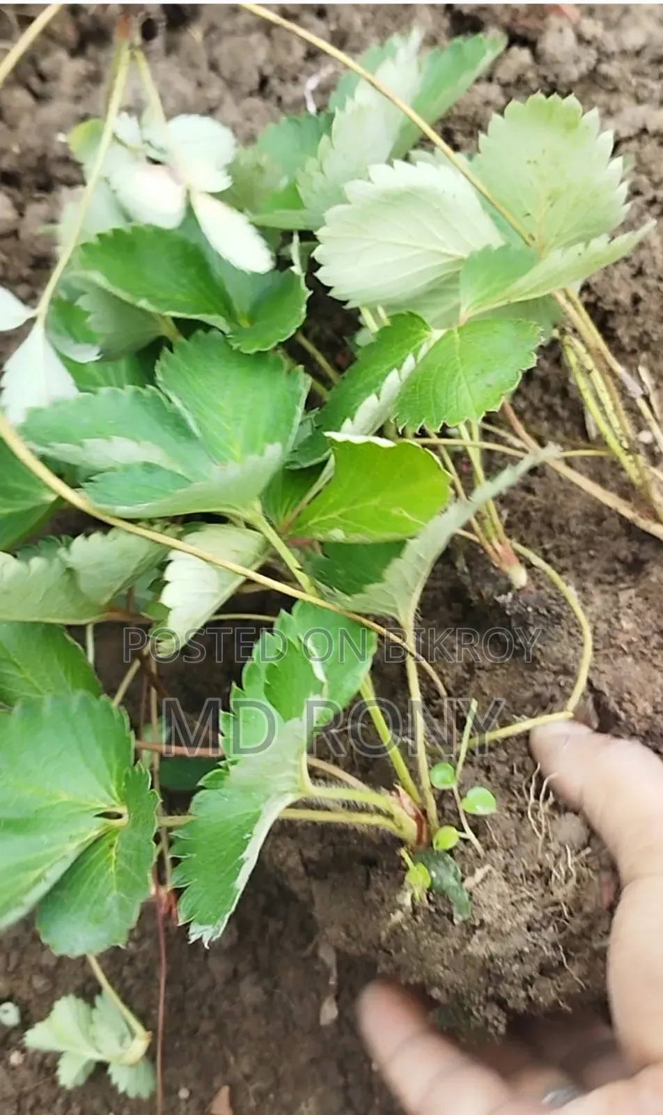 স্ট্রবেরি ফলের চারা