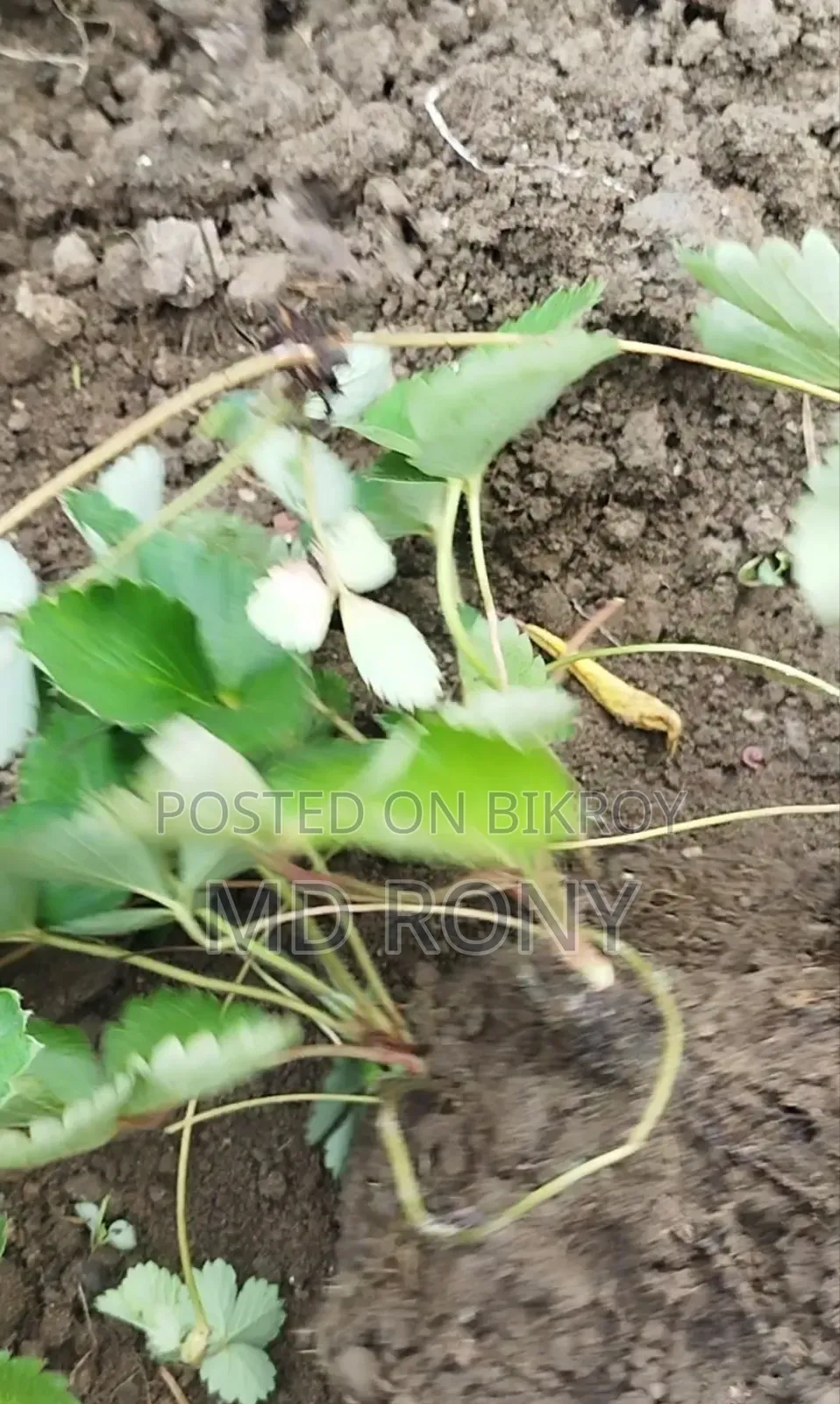 স্ট্রবেরি ফলের চারা