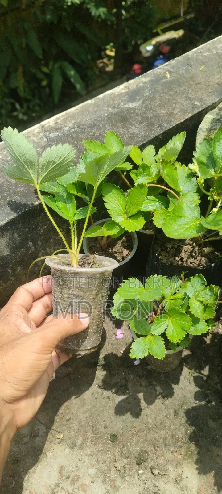 স্ট্রবেরি ফলের চারা