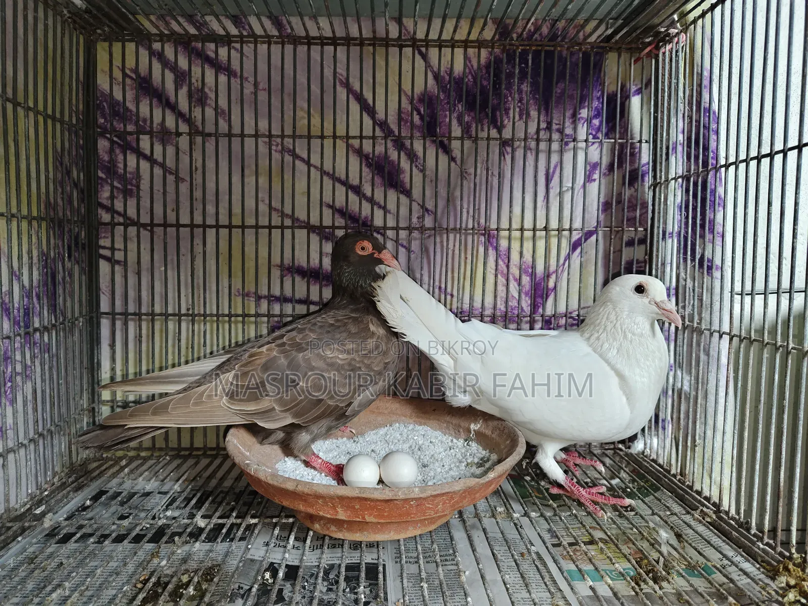 হোমার কবুতর