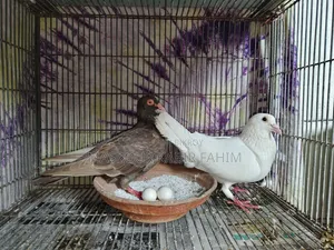 হোমার কবুতর