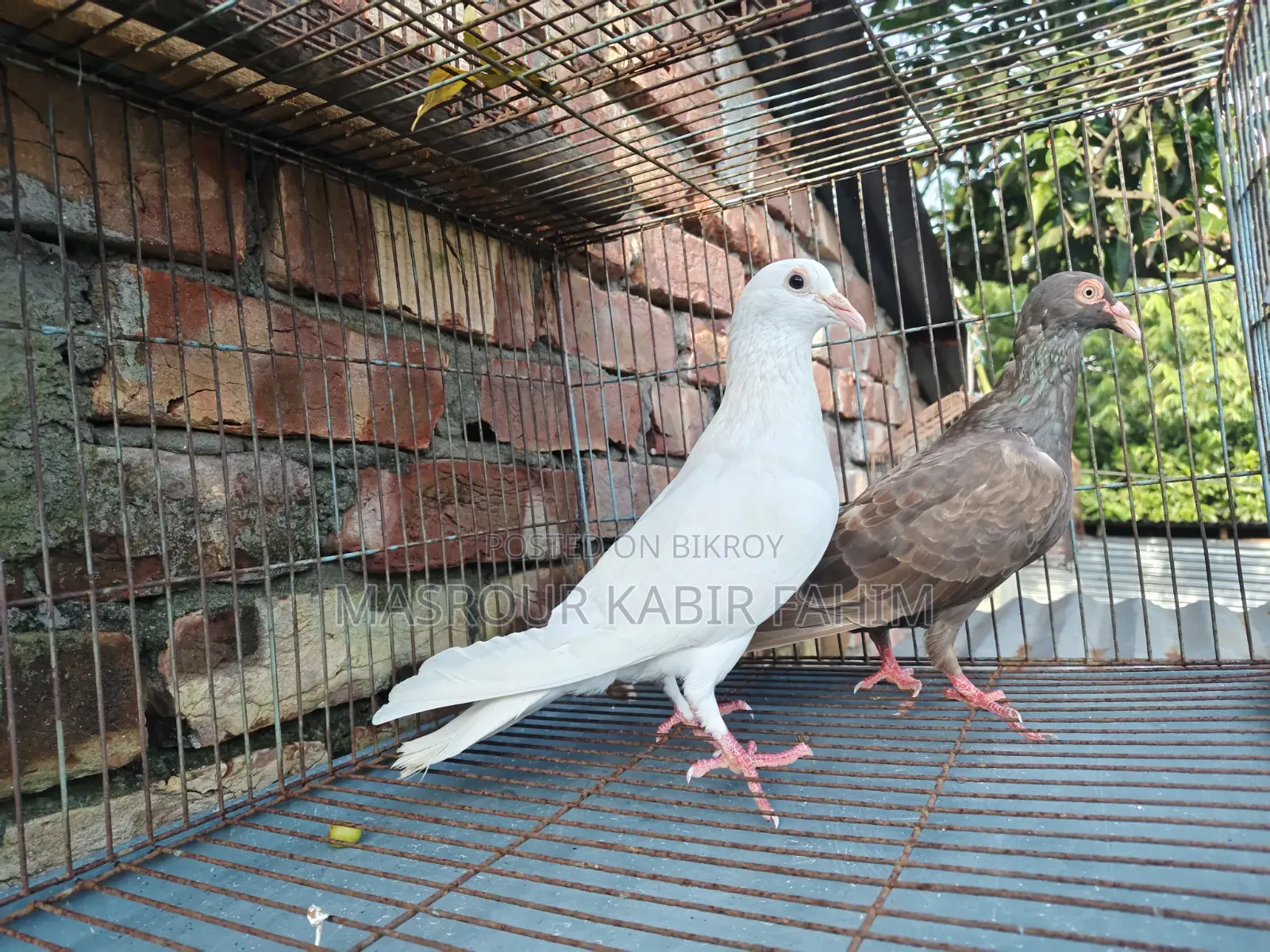হোমার কবুতর