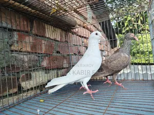 হোমার কবুতর