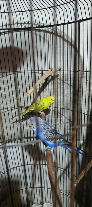 বাজরিগার পাখি বিক্রি হবে