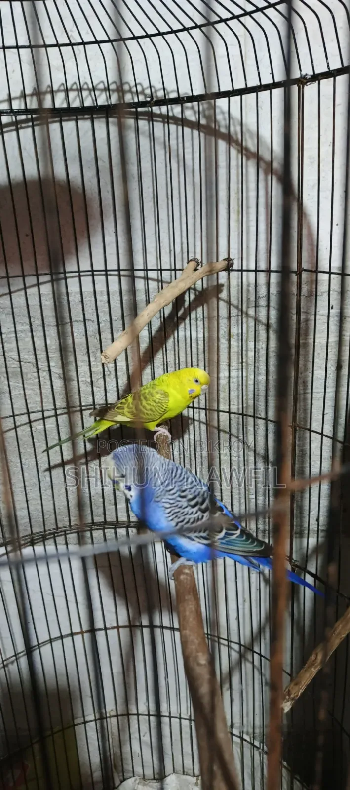 বাজরিগার পাখি বিক্রি হবে